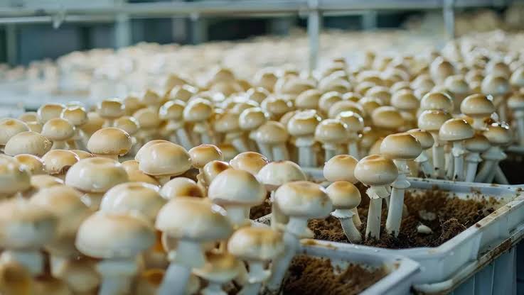  MUSHROOM FARM SETUP FOR SALE IN JAIPUR slider image